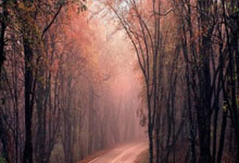 德甲:凯恩上演帽子戏法 拜仁4比0轻取斯图加特.